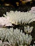 Die Fruchtkörper von Ceratiomyxa fruticulosa  stehen  einzeln, aber in großen Kolonien.